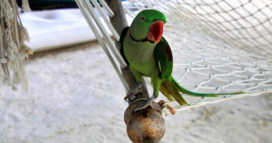 maldivi papagaj